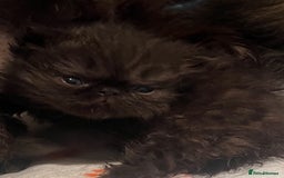 Persian cats for sale: REDUCED Champion Line Black Persians.  - Image 5
