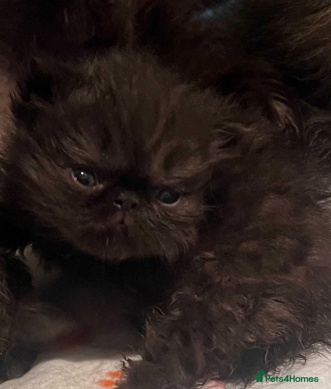 Persian cats for sale: REDUCED Champion Line Black Persians.  - Image 5