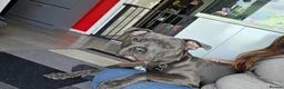 Staffordshire Bull Terrier dogs for sale: Rocco - Advert 20
