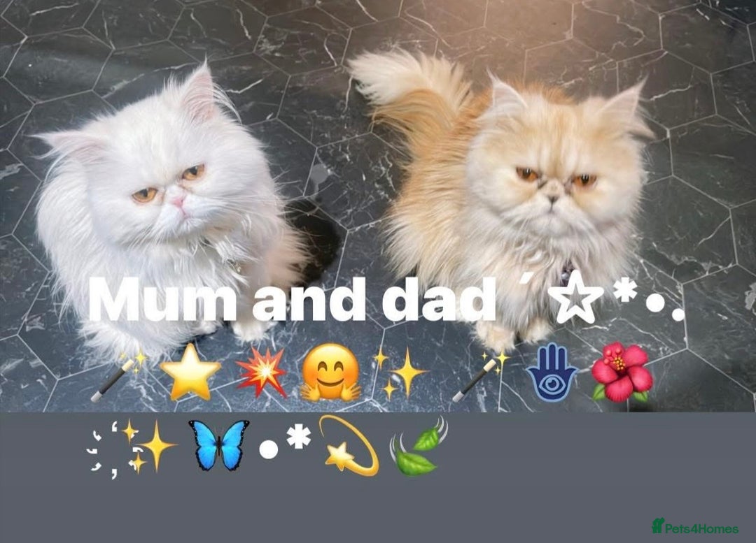 Persian cats for sale: ♥️🍃 ꨁ EXOTIC PERSIAN DOLL FACE KITTENS FOR SALE - Advert 29