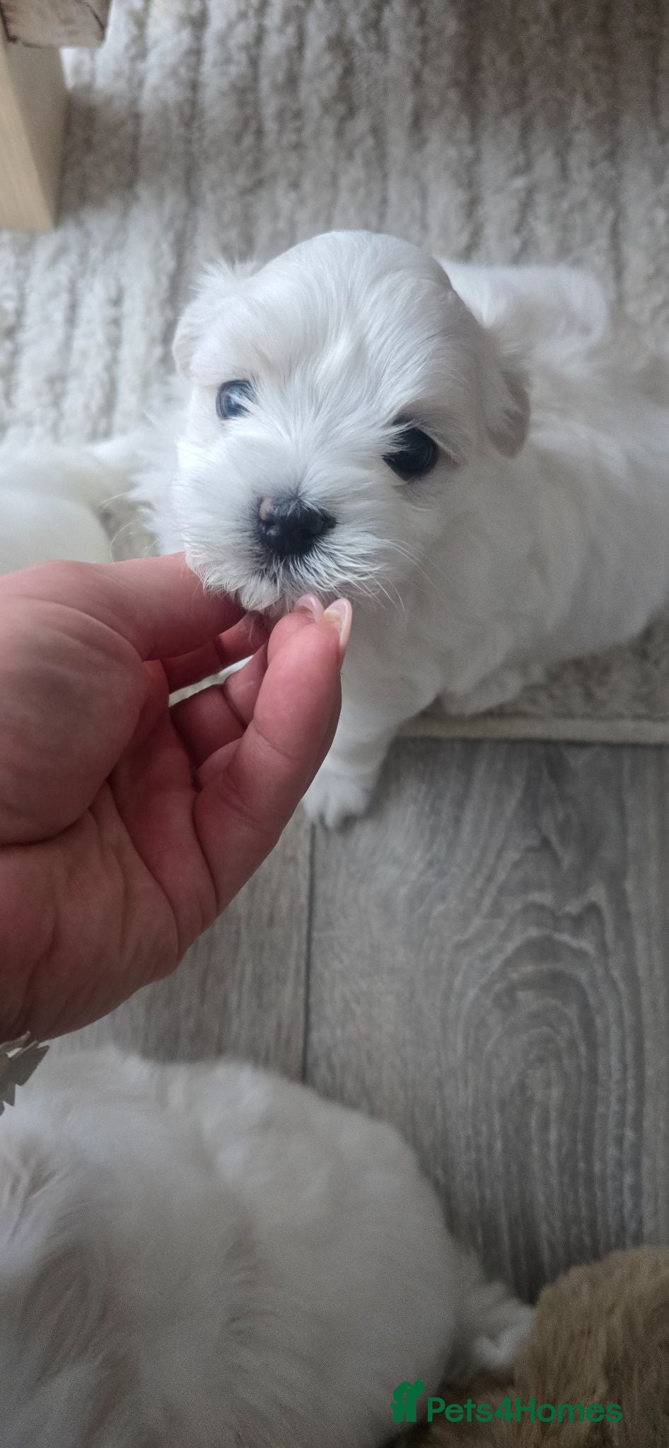 Maltese dogs Maltese 3 Boys 2 Girls   - Advert 1