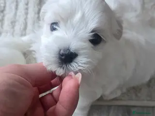 Maltese dogs Maltese 3 Boys 2 Girls - Advert 2