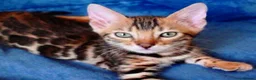 Bengal cats for sale: Beautiful Bengal kitten - Advert 7