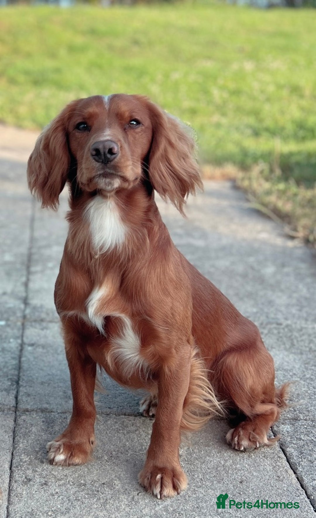 Cocker Spaniel dogs for stud: Health tested. Carries tan. KC reg in Blandford Forum - Image 2