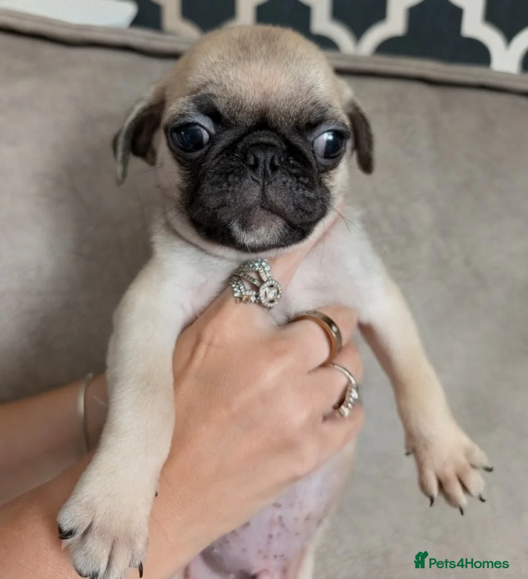 Pug dogs for sale: Pug Pups in Walsall - Advert 9