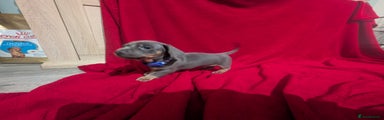 Miniature Dachshund Puppy (blue collar)