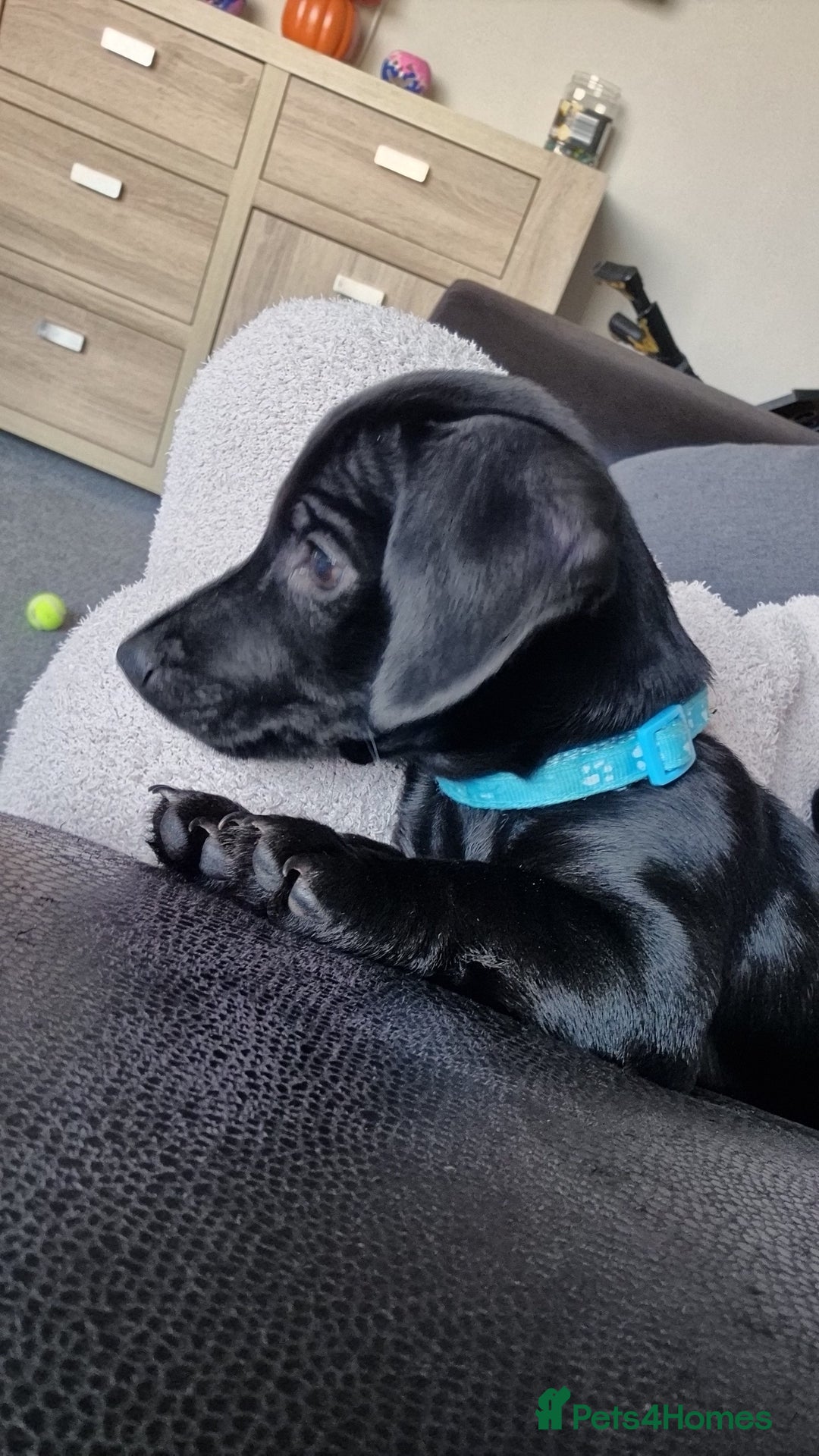 Mixed Breed dogs for sale: Puppy - Advert 14