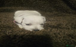 Miniature Schnauzer dogs for sale: Adorable white schnauzer puppies- ready soon! - Image 26