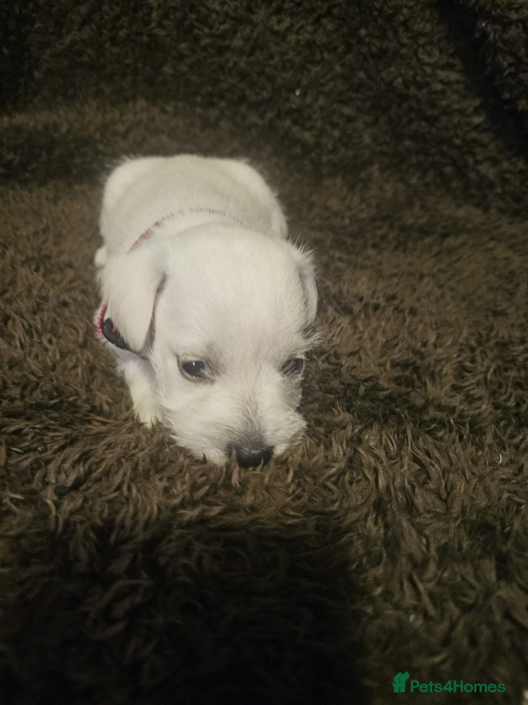 Miniature Schnauzer dogs for sale: Adorable white schnauzer puppies- ready soon! - Image 26