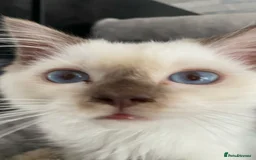 Ragdoll cats for sale: One left chocmink tabby mitted male  - Image 15