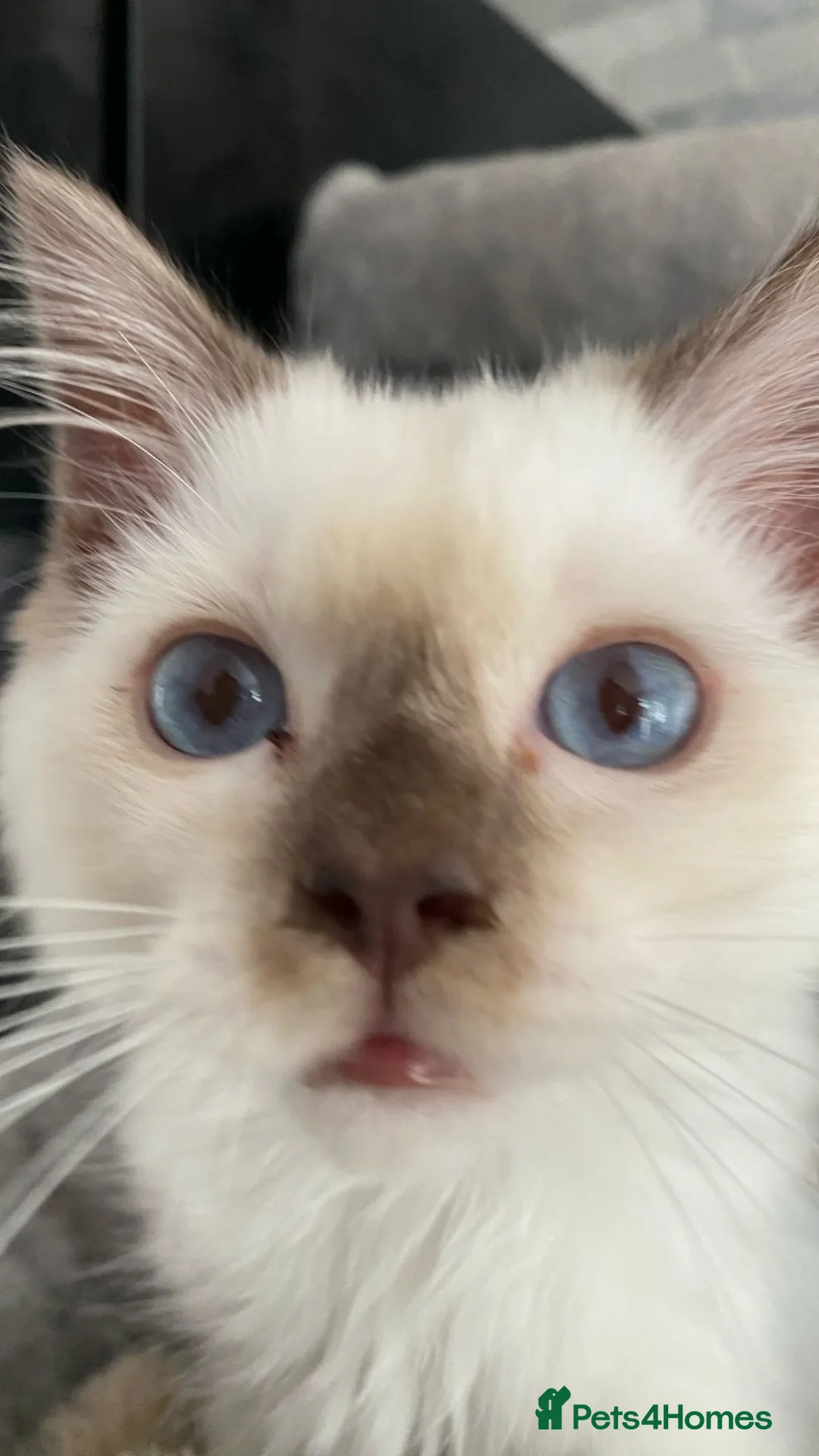Ragdoll cats for sale: One left chocmink tabby mitted male  - Image 15