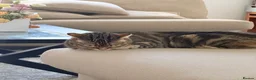 Bengal cats for sale: Looking for a new home for Ellie x in Feltham - Advert 4