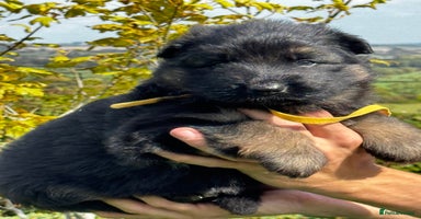 German Shepherd dogs - Advert 6