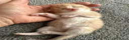 Mixed Breed cats for sale: ** 2 ginger Girls & 3 pure white girls ** - Advert 8