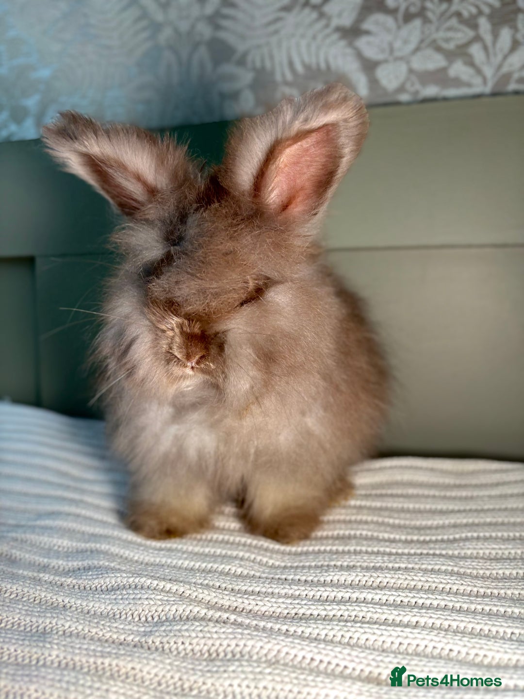 Angora rabbits for sale: Fully Vaccinated PedigreeAngora Ready next weekend - Advert 7