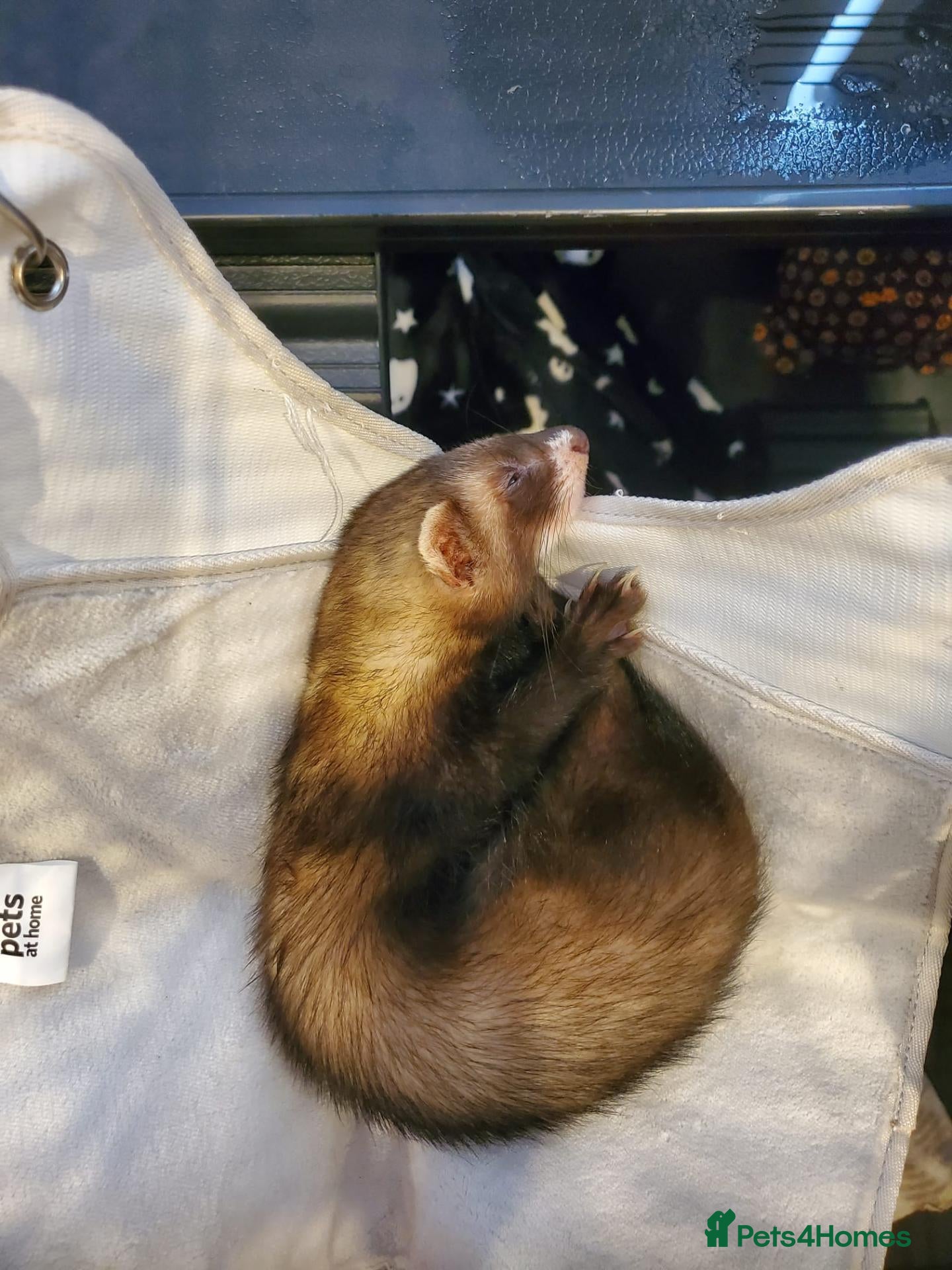 Ferret rodents Sable kit - Advert 1