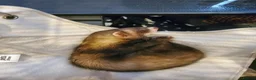 Ferret rodents for sale: Sable kit in Cardiff - Advert 1