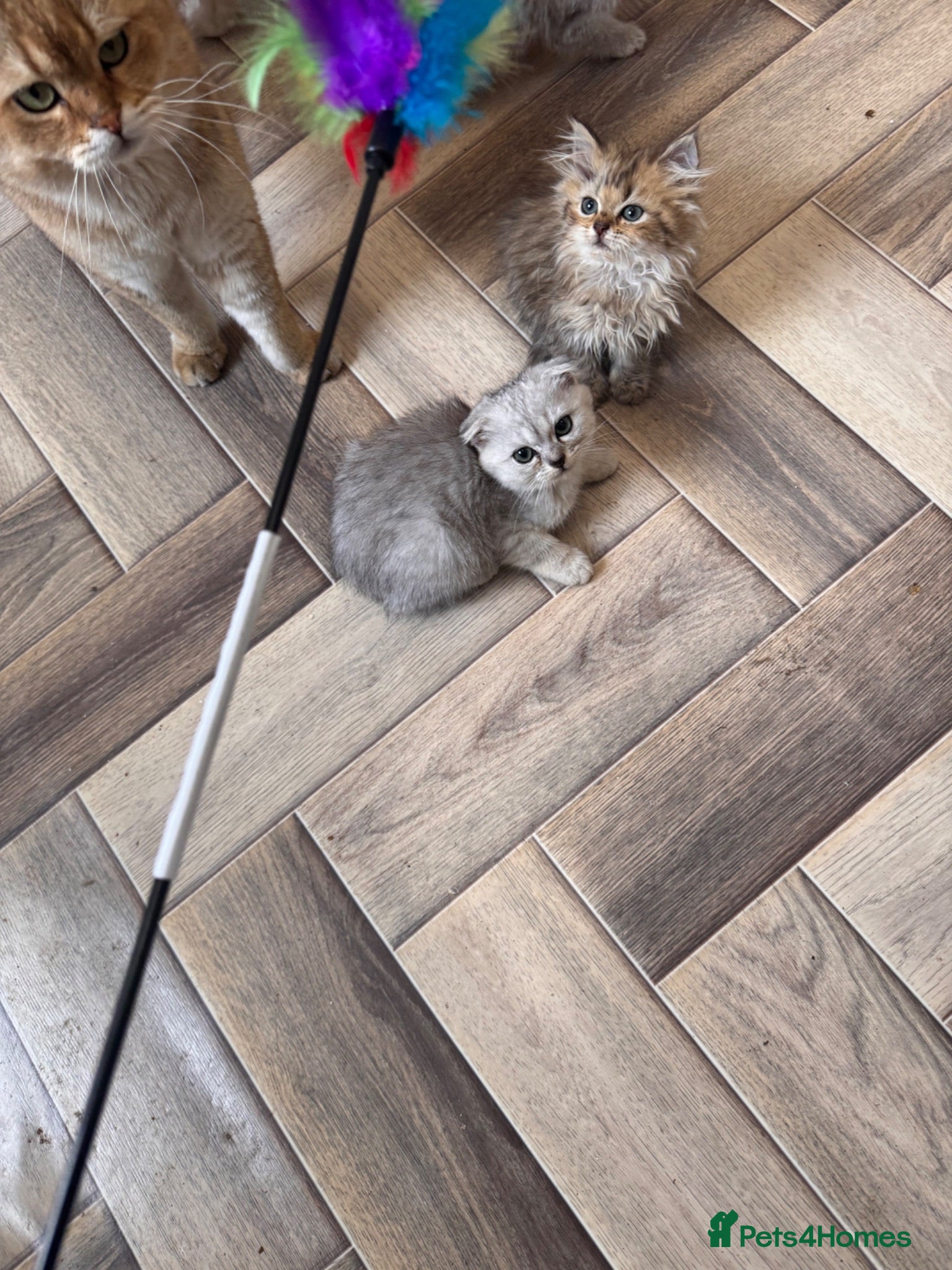 Scottish Fold cats Scotish x kittens 🐈‍⬛  - Advert 2