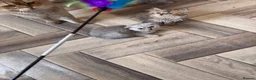 Scottish Fold cats for sale: Scotish x kittens 🐈‍⬛  - Advert 2