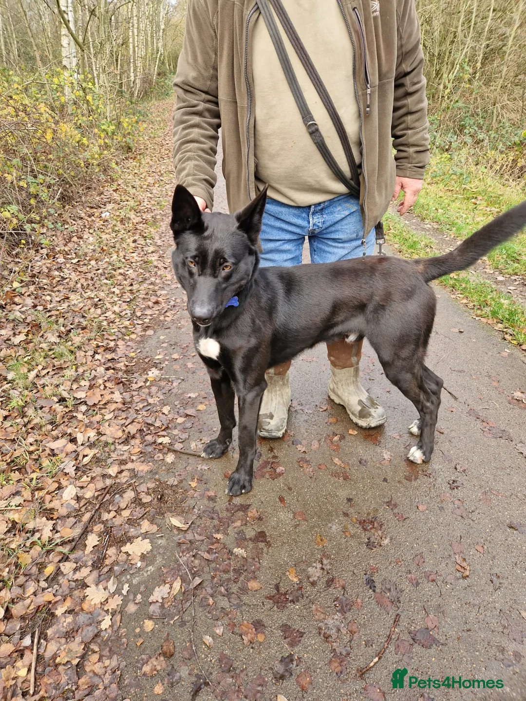 Belgian Shepherd Dog dogs for stud: Big buster up for stud  - Advert 2