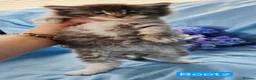 Maine Coon cats for sale: Mainecoons ready now - Advert 37