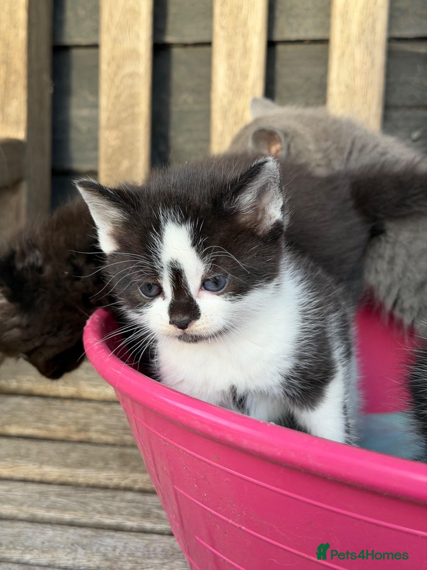 Mixed Breed cats 5 Gorgeous, READY IN 3 WEEKS!  - Advert 12