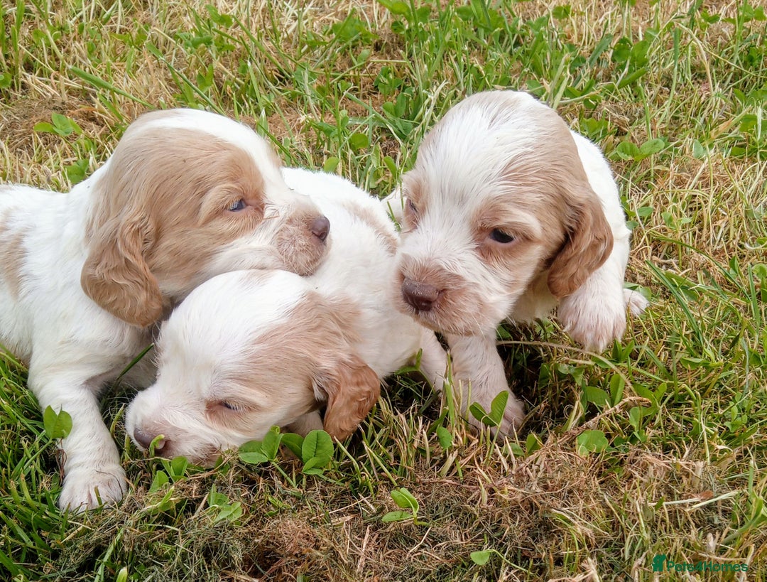 Sprocker dogs for sale: Beautiful f2 sprockers - Image 8