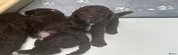 Cockapoo dogs for sale: 🤎 Chocolate Cockapoo’s 🤎 Health Tested 🤎 - Advert 29