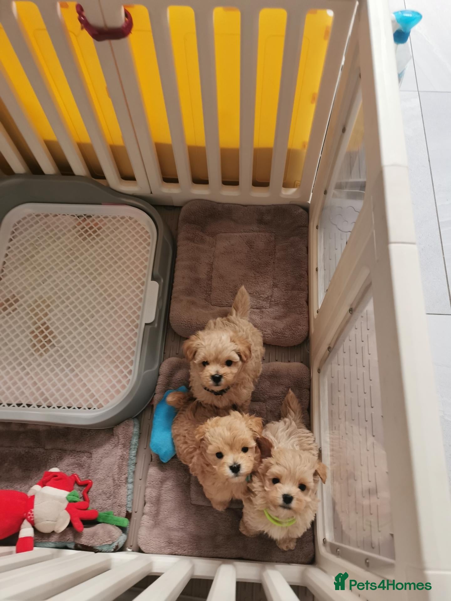 Maltipoo dogs Maltipoo F1 Toy Size, KC Parents, DNA Tested Clear - Advert 1