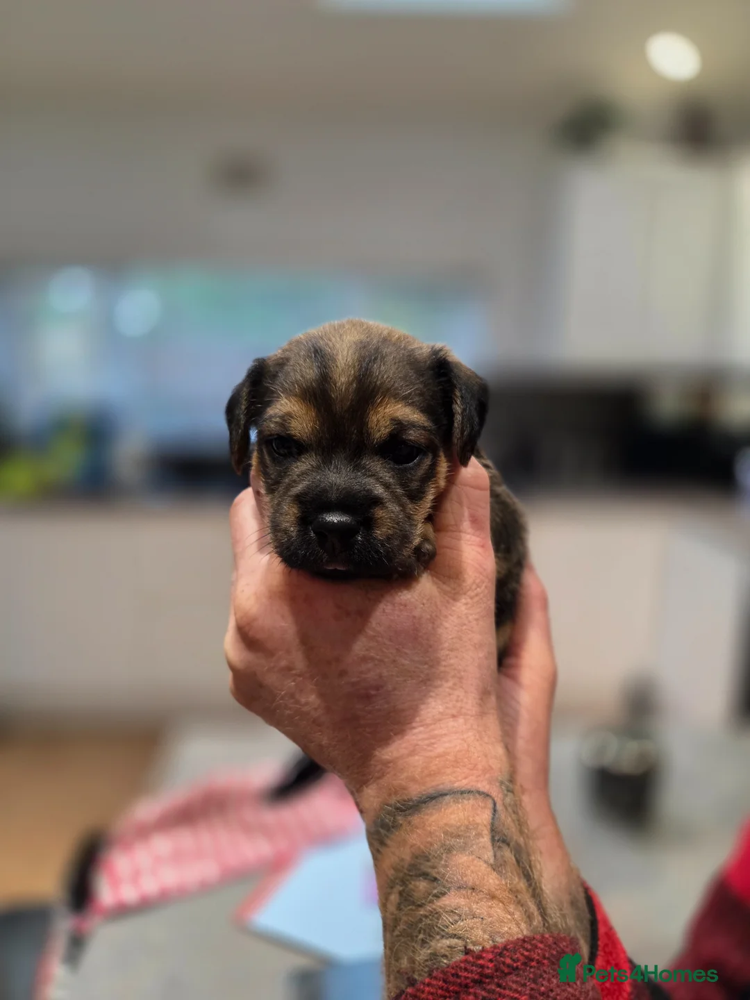 Border Terrier dogs for sale: Beautiful Borer/borderlakeland puppies - Advert 1