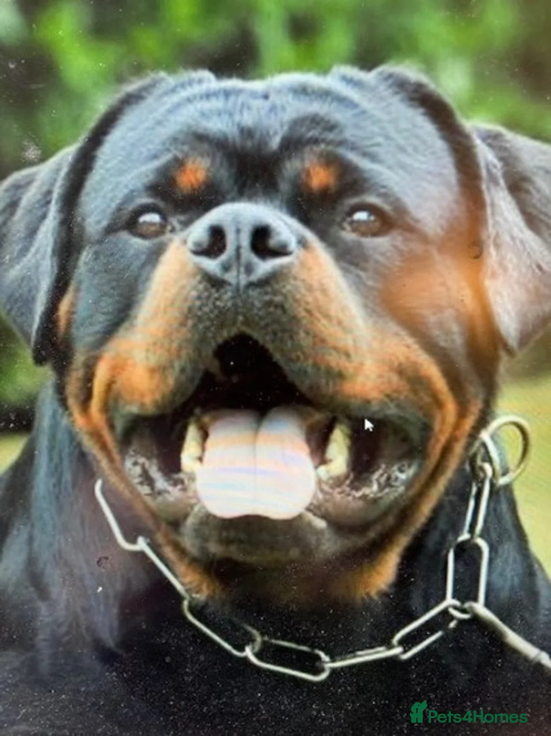 Rottweiler dogs for stud: **** FAUSTINIS TK,S QUANTOM OF SOLICE **** in Preston - Advert 2