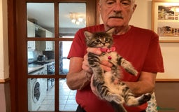 Ragdoll cats for sale: Beautiful Maine Coon, Tabby Cross kittens - Image 6