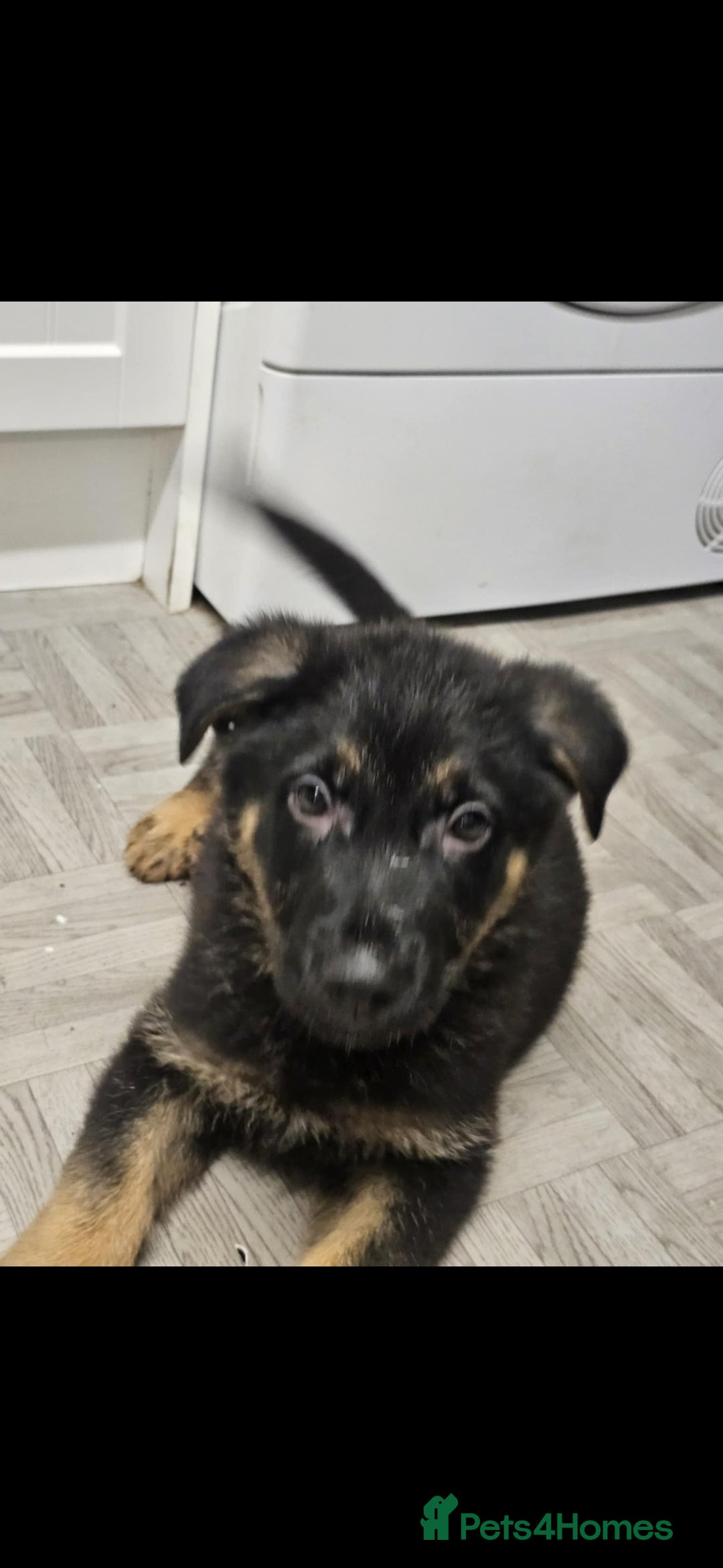 German Shepherd dogs for sale: Chunky German shepherd puppies for sale  - Advert 5