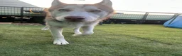 Siberian Husky dogs for sale: Full SiberianHusky Looking for a Loving Home - Advert 8