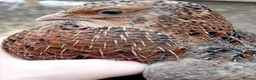 Quail poultry for sale: 6x Beautiful Coturnix Quail Ladies for Sale - Advert 4