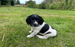 English Springer Spaniel dogs for sale: English Springer Spaniel Puppies for Sale - Image 12