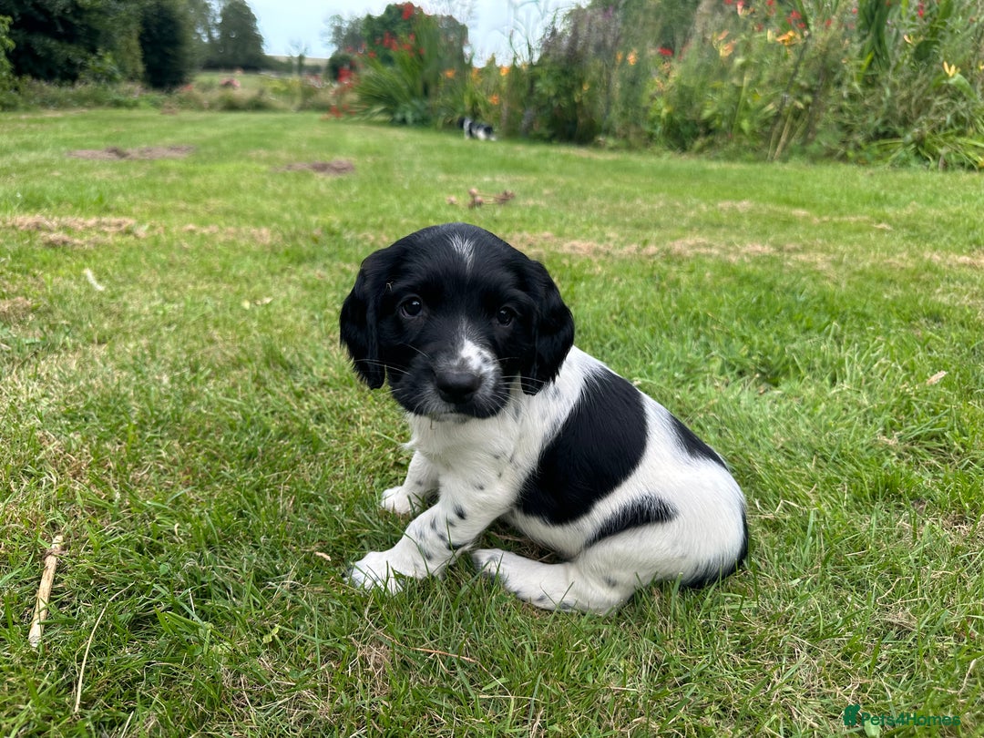 English Springer Spaniel dogs for sale: English Springer Spaniel Puppies for Sale - Image 12