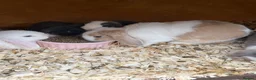 Mini Lop rabbits for sale: Stunning litter of mini lops READY NOW - Advert 12
