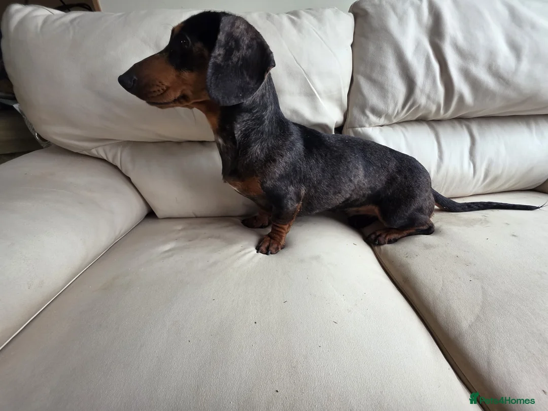 Dachshund dogs for sale: Silver dapple girl  - Advert 3