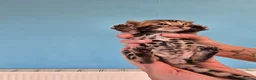 Bengal cats for sale: TICA Registered Stunning Bengal Kittens  - Advert 1