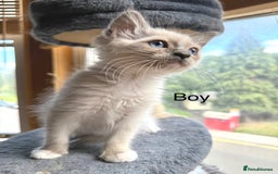 Ragdoll cats for sale: 4 beautiful ragdoll kittens  - Image 21