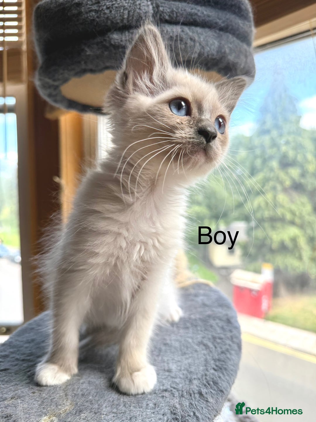 Ragdoll cats for sale: 4 beautiful ragdoll kittens  - Image 21