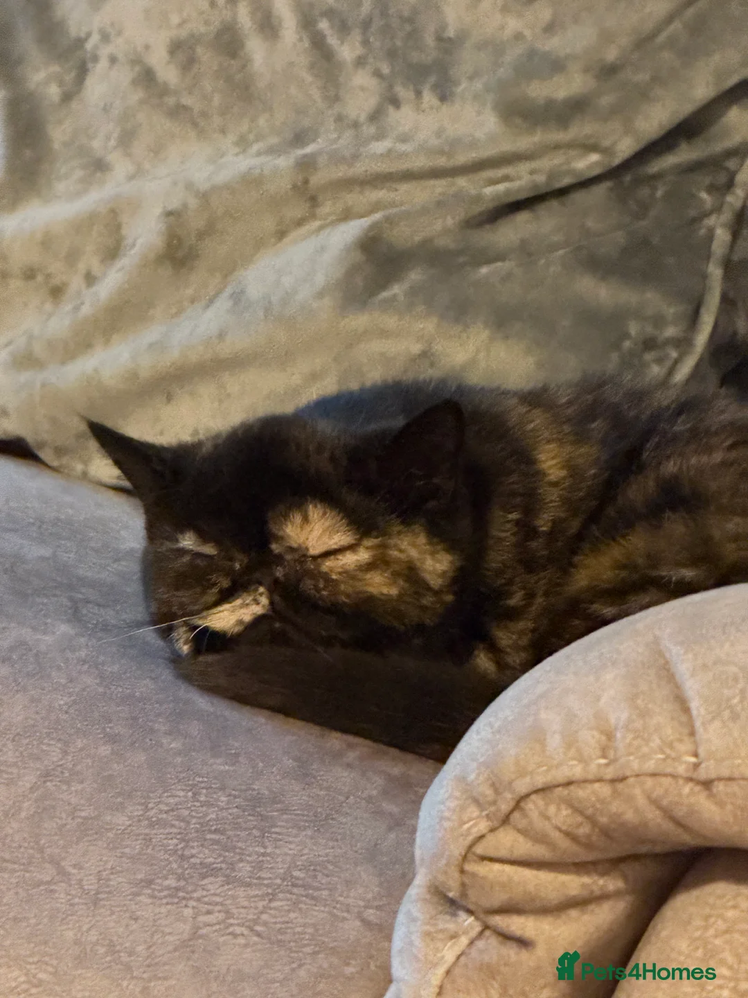 Exotic cats for sale: Cute GCCF registered tortie girl - Advert 4