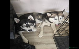 Siberian Husky dogs for sale: Gorgeous Siberian Husky pups %100 socialized - Advert 10
