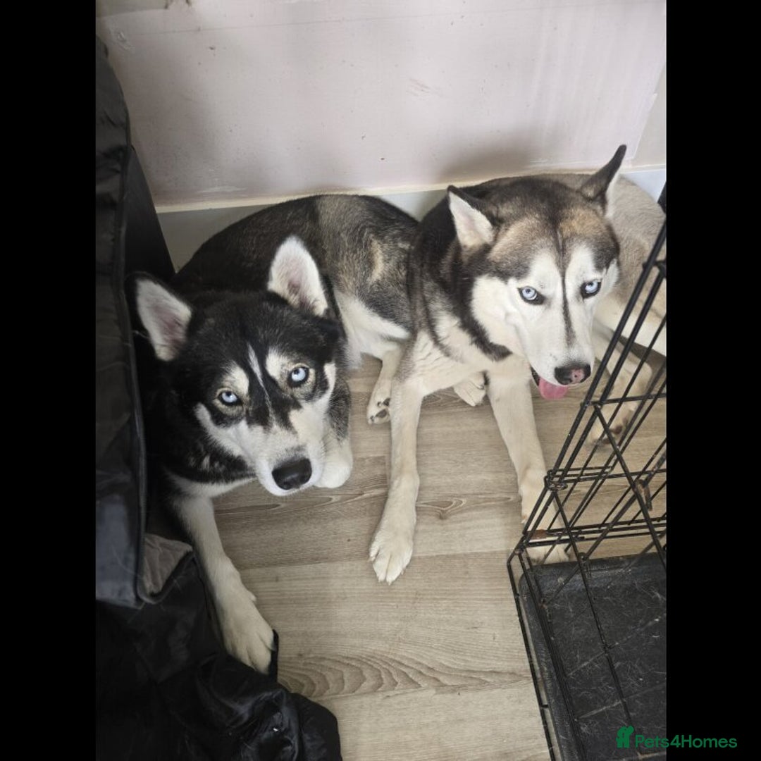 Siberian Husky dogs for sale: Gorgeous Siberian Husky pups %100 socialized - Advert 10