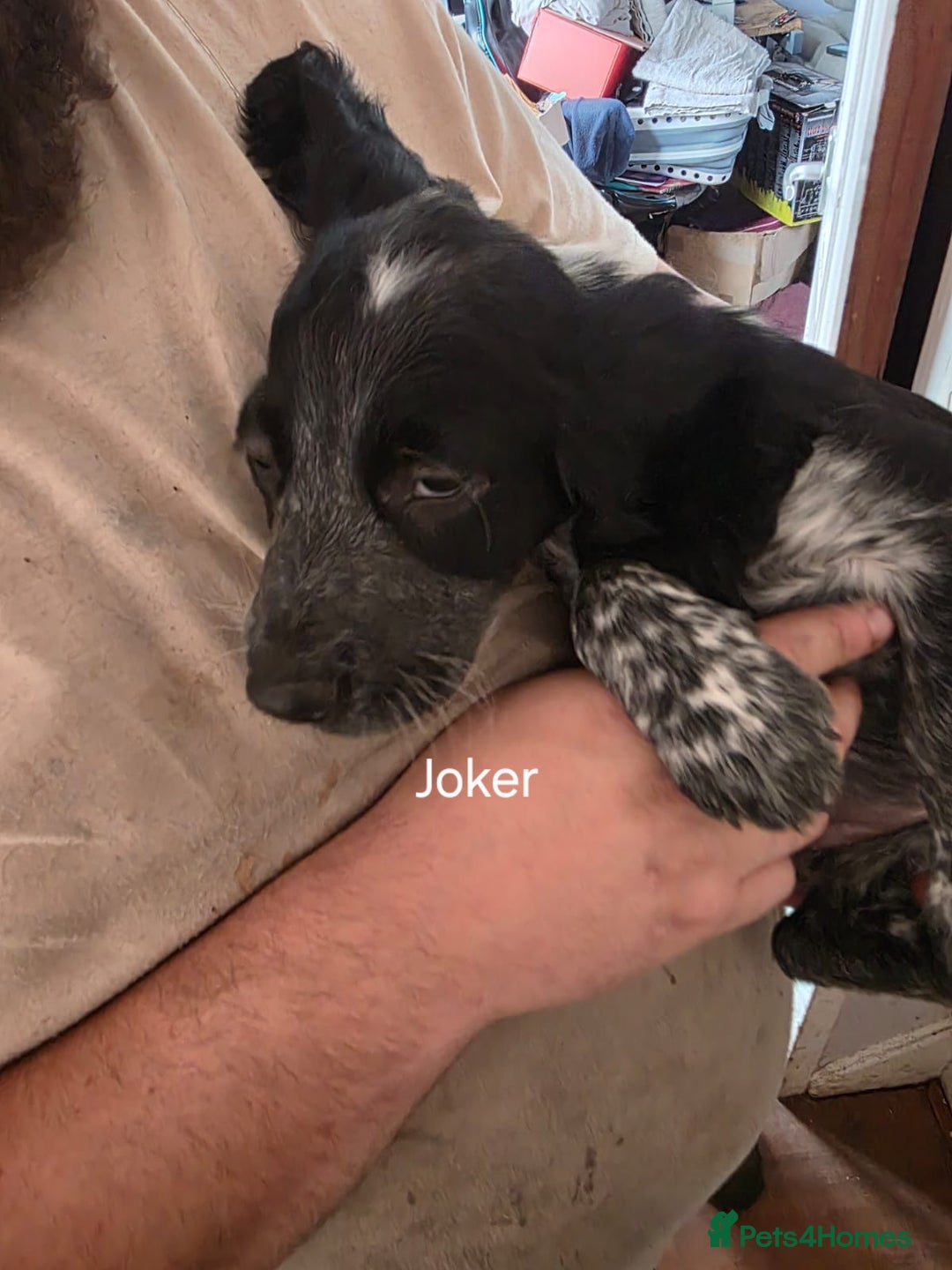 Cocker Spaniel dogs for sale: Cocker spaniel pups - Image 13