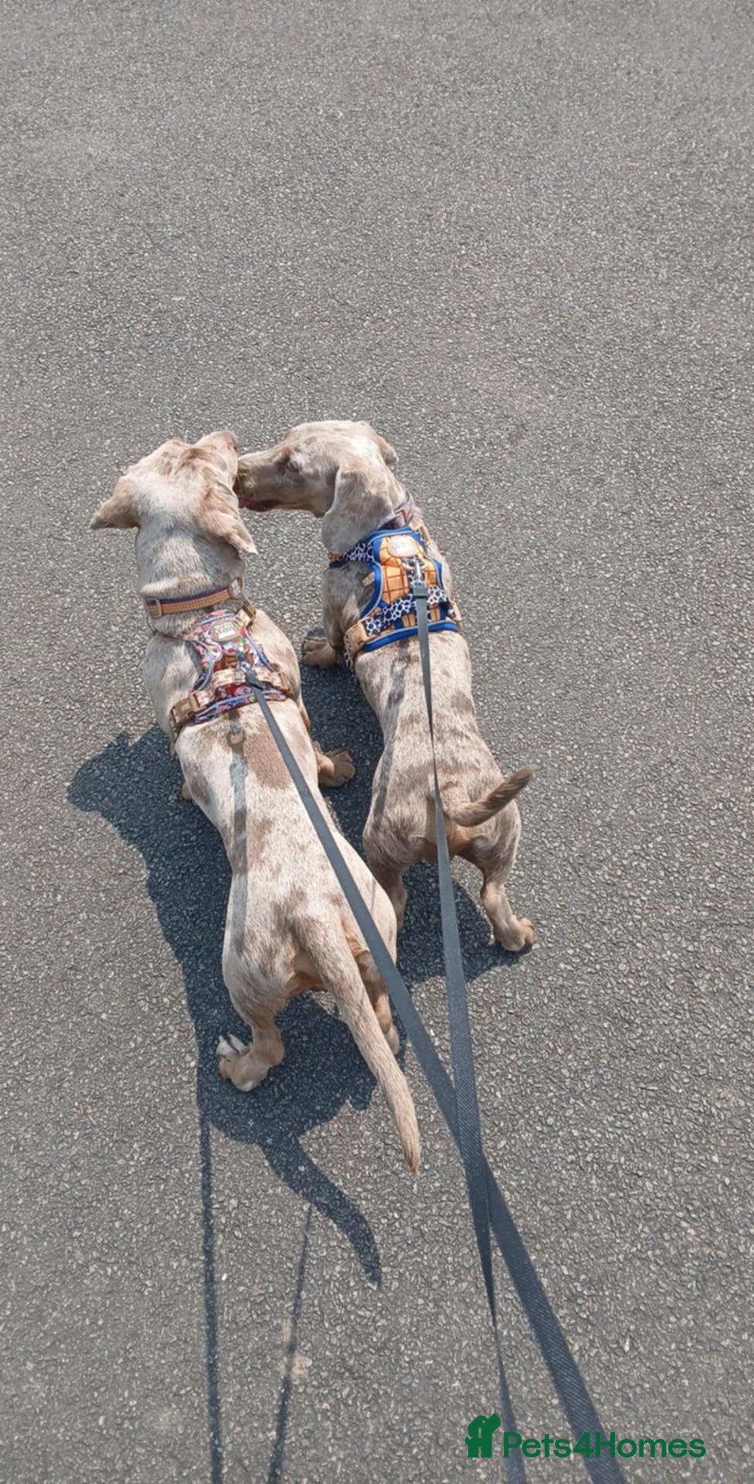 Dachshund dogs for sale: 2 little boys 1 year old  - Image 4