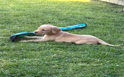 Labrador Retriever dogs for sale: KC reg labs- working bloodline  in Lanark - Image 19