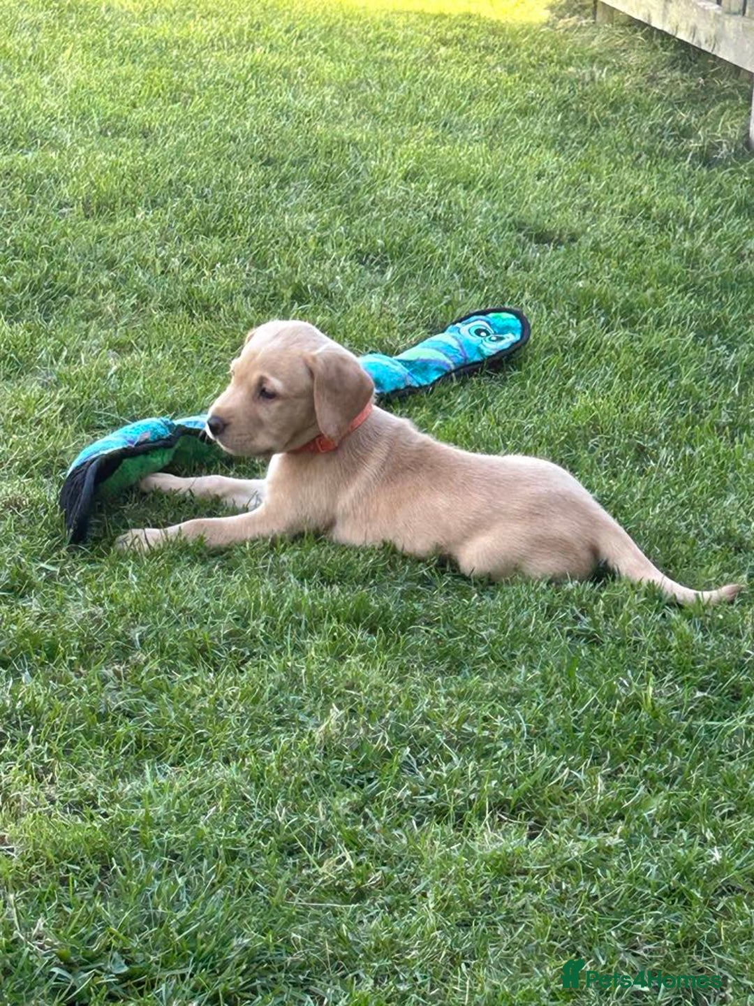 Labrador Retriever dogs for sale: KC reg labs- working bloodline  in Lanark - Image 19