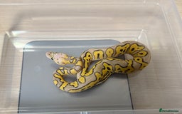 Python Snake reptiles for sale: Ball Pythons for sale (Adults & Babies) - Image 6